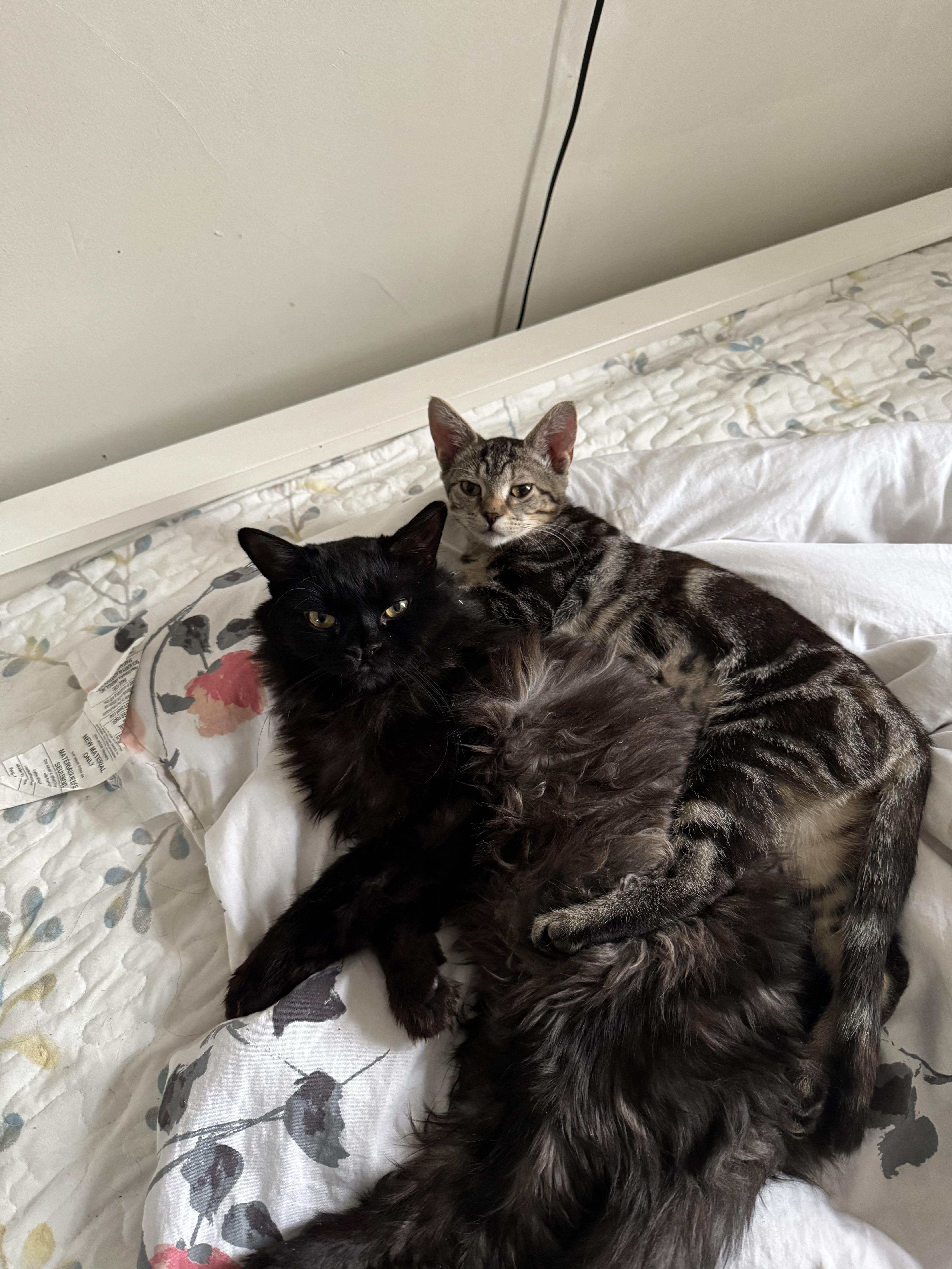 Pigeon Fuzz thumbnail 2