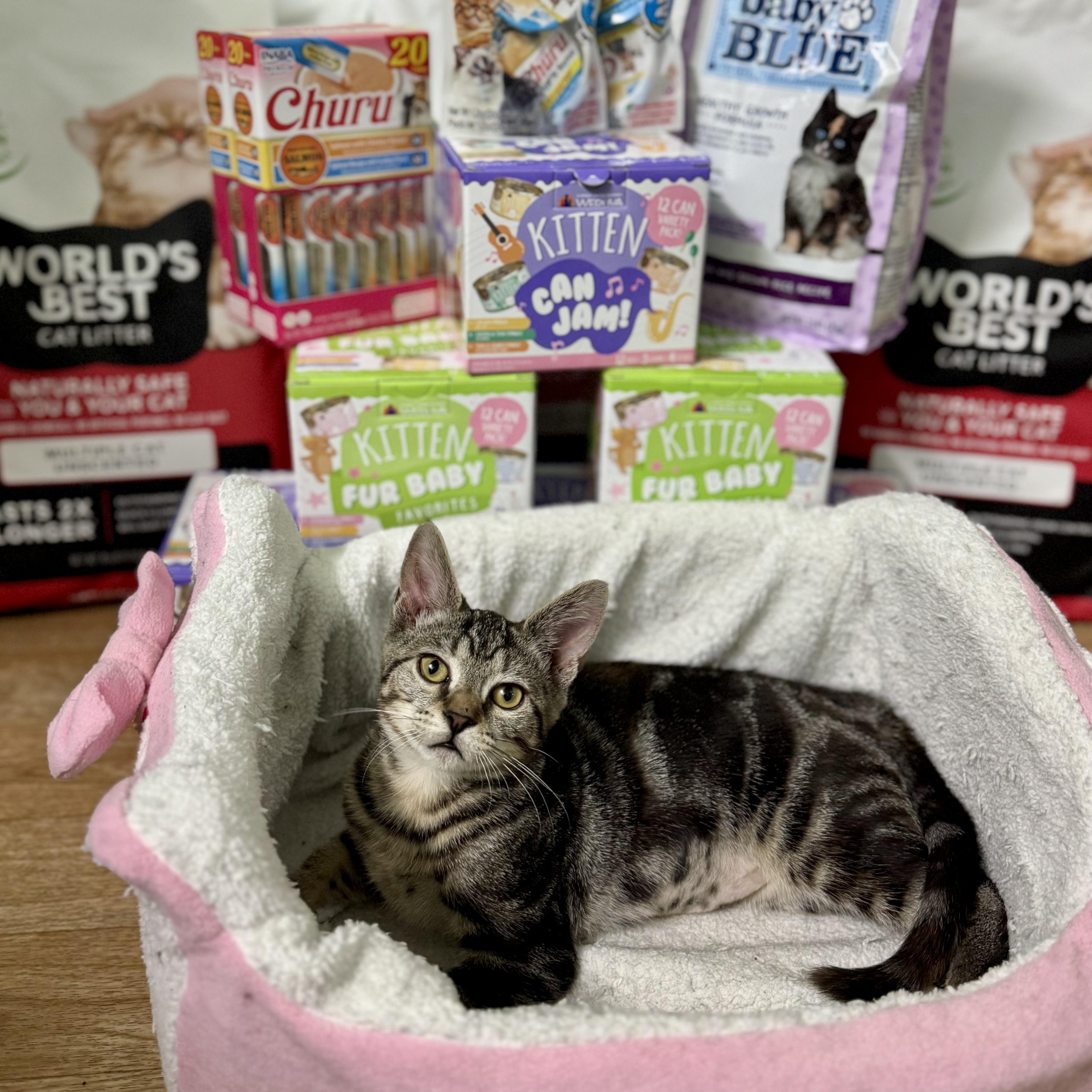 Enlarge Pigeon Fuzz, a Adoptable Tabby in Long Island City, NY image 2/6