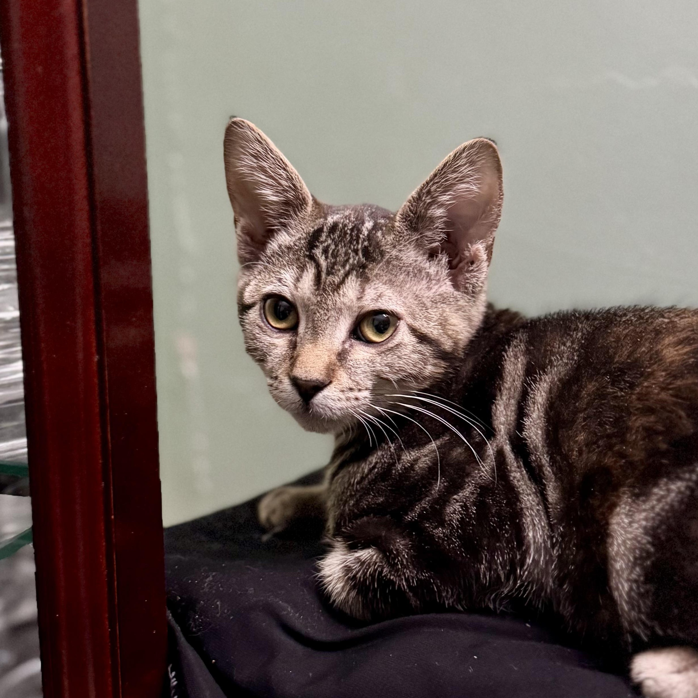 Pigeon Fuzz, Adoptable, Kitten Female Tabby.