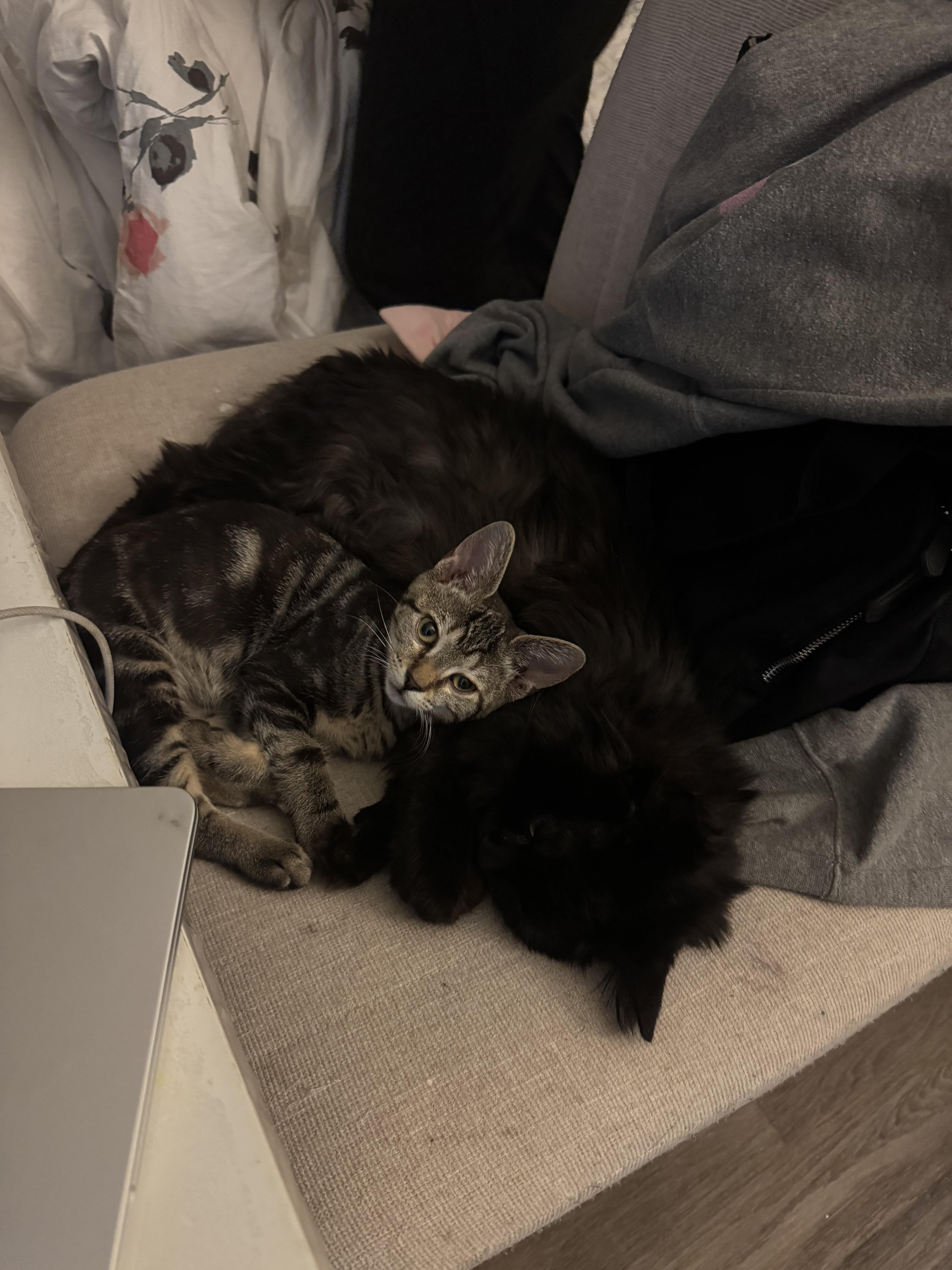 Enlarge Pigeon Fuzz, a Adoptable Tabby in Long Island City, NY image 4/6