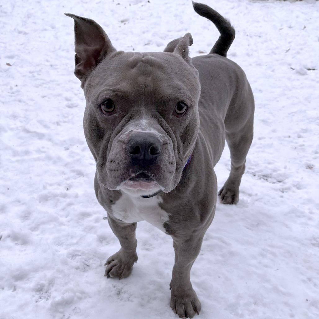 Enlarge Pibble, a Adoptable Mixed Breed in South Burlington, VT image 2/6