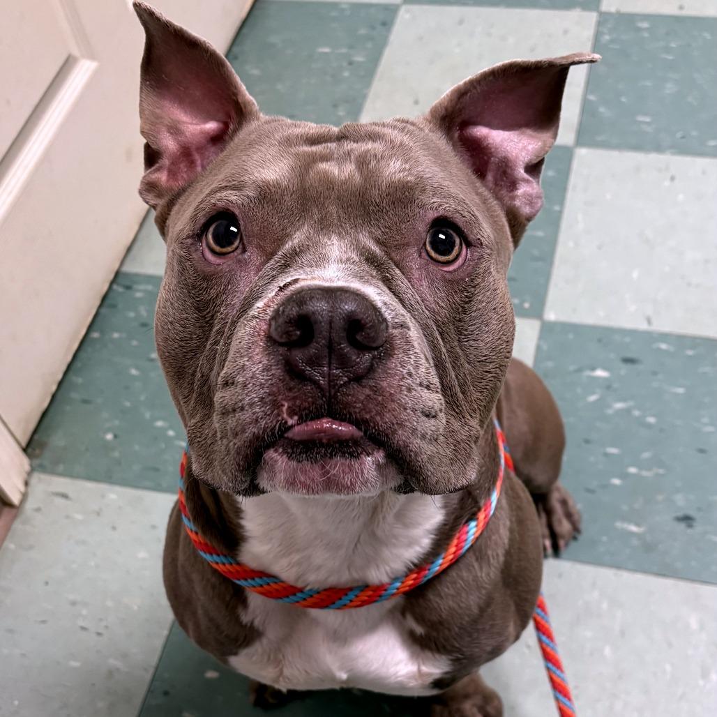Enlarge Pibble, a Adoptable Mixed Breed in South Burlington, VT image 3/6