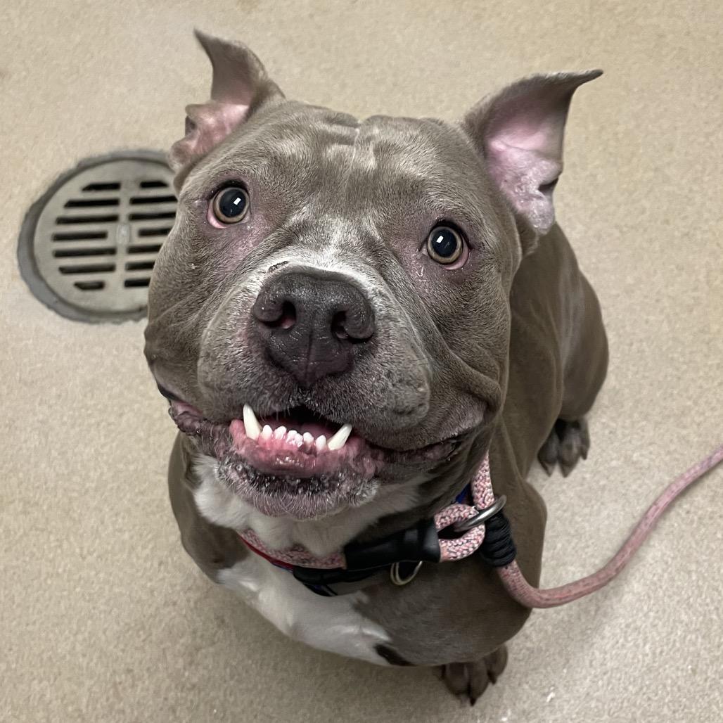 Enlarge Pibble, a Adoptable Mixed Breed in South Burlington, VT image 4/6