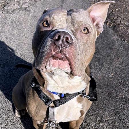 Enlarge Pibble, a Adoptable Mixed Breed in South Burlington, VT image 5/6