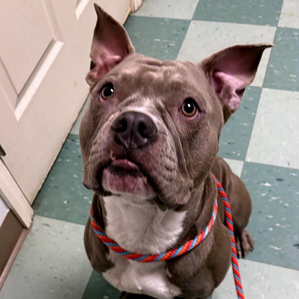 Enlarge Pibble, a Adoptable Mixed Breed in South Burlington, VT image 6/6