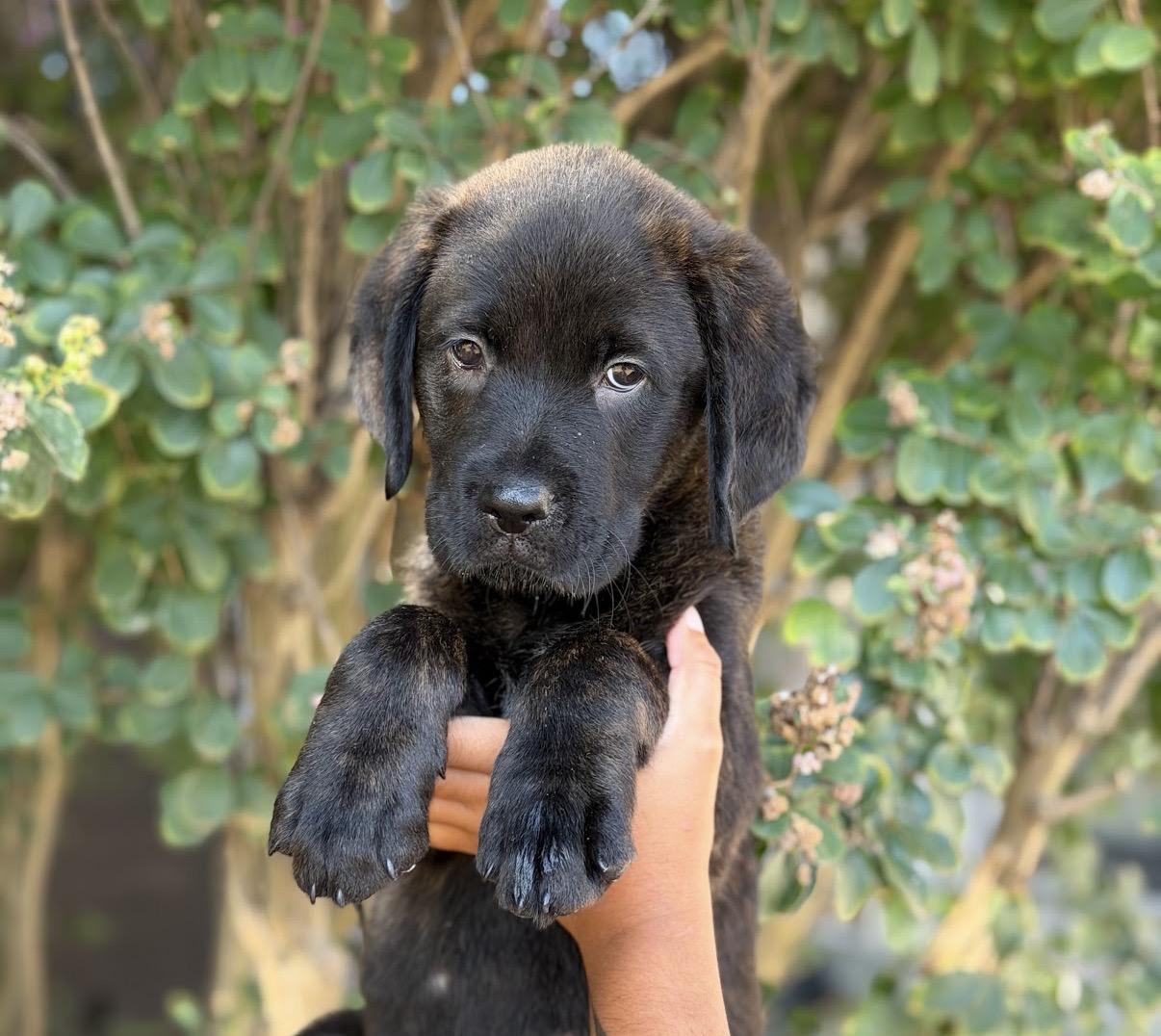 Enlarge Garth, a Adoptable mixed breed in South Saint Paul, MN image 2/4