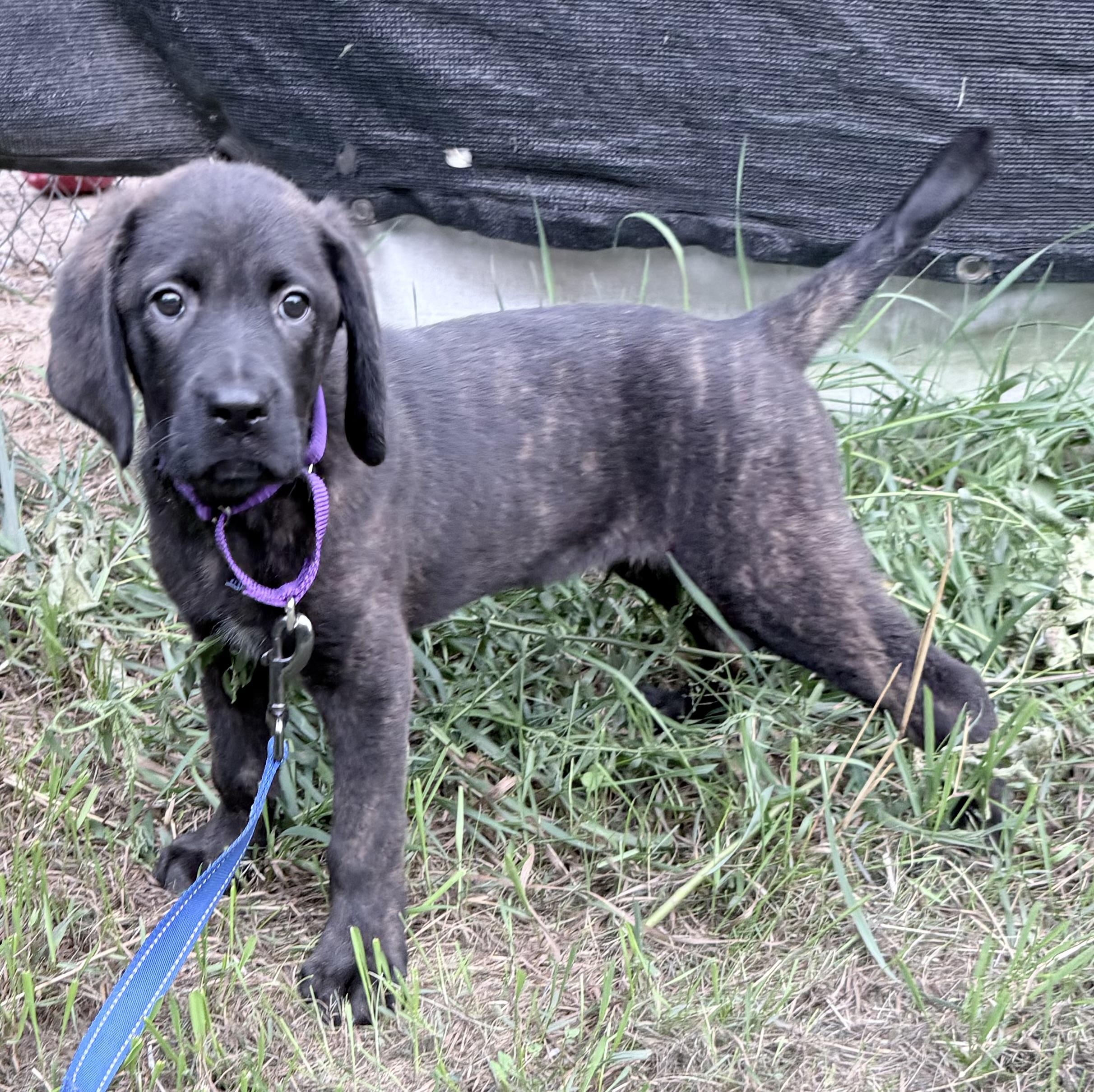 Enlarge Garth, a Adoptable mixed breed in South Saint Paul, MN image 4/4