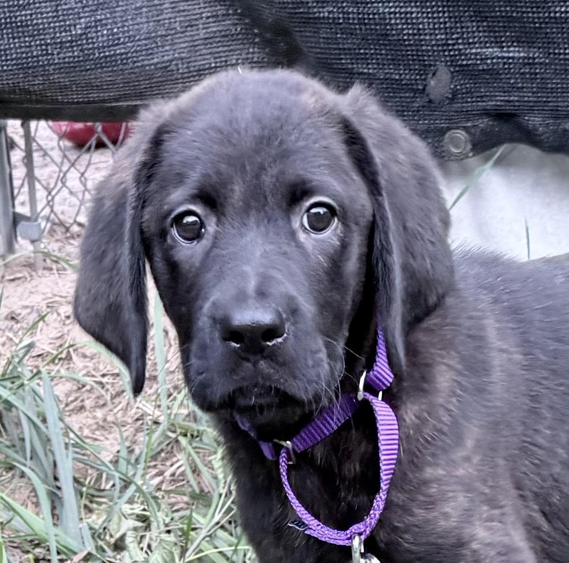 Garth, Adoptable, Puppy Male Black Labrador Retriever & Mastiff.