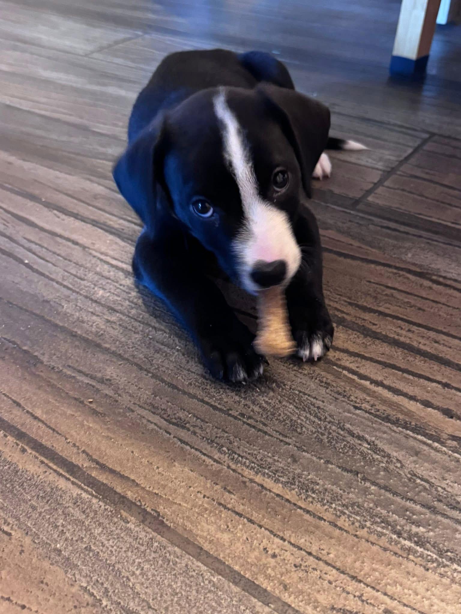 Jett, Adoptable, Puppy Male Hound & American Staffordshire Terrier.