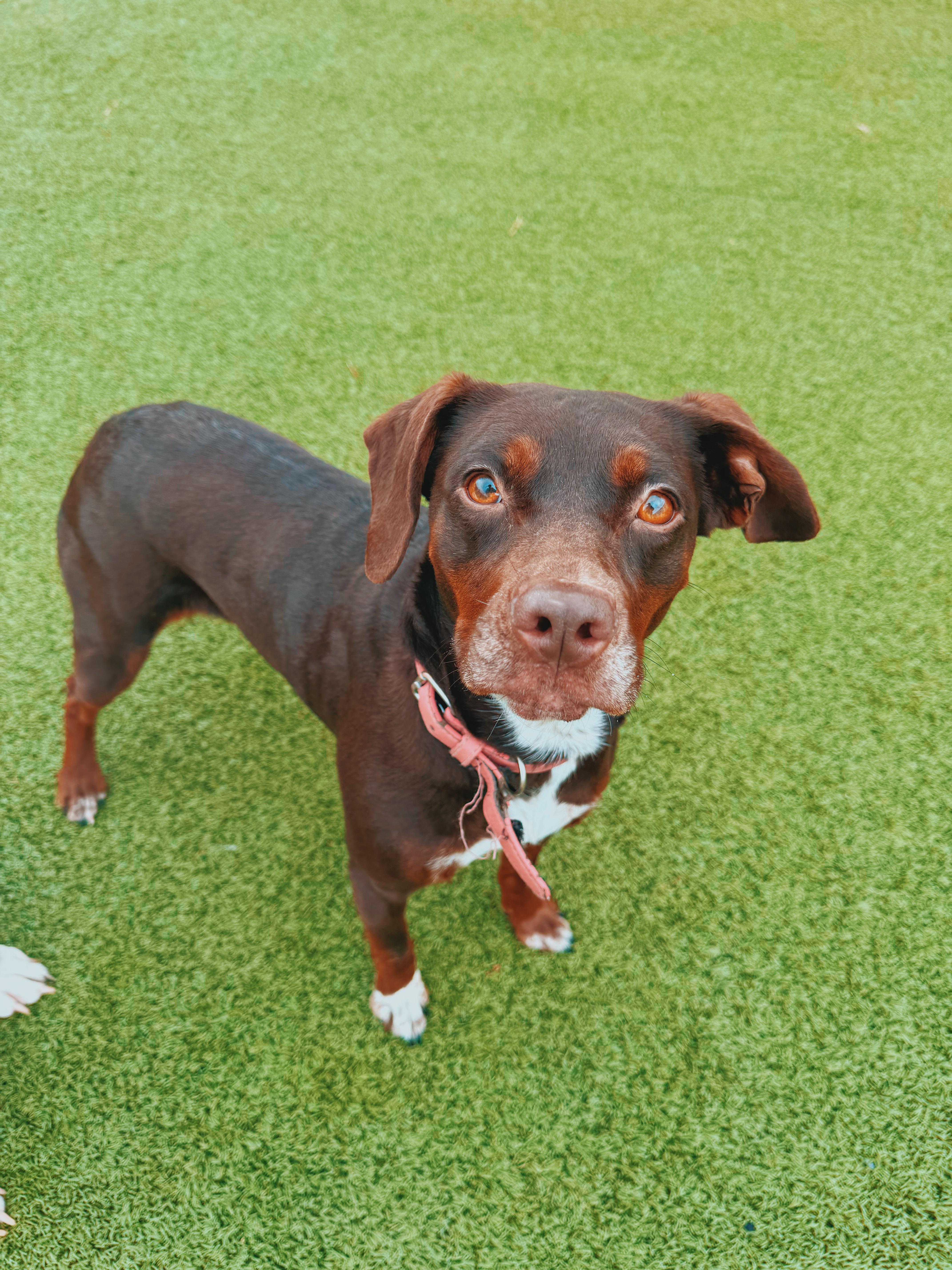 Enlarge Cookie, a Adoptable mixed breed in Hays, KS image 4/6