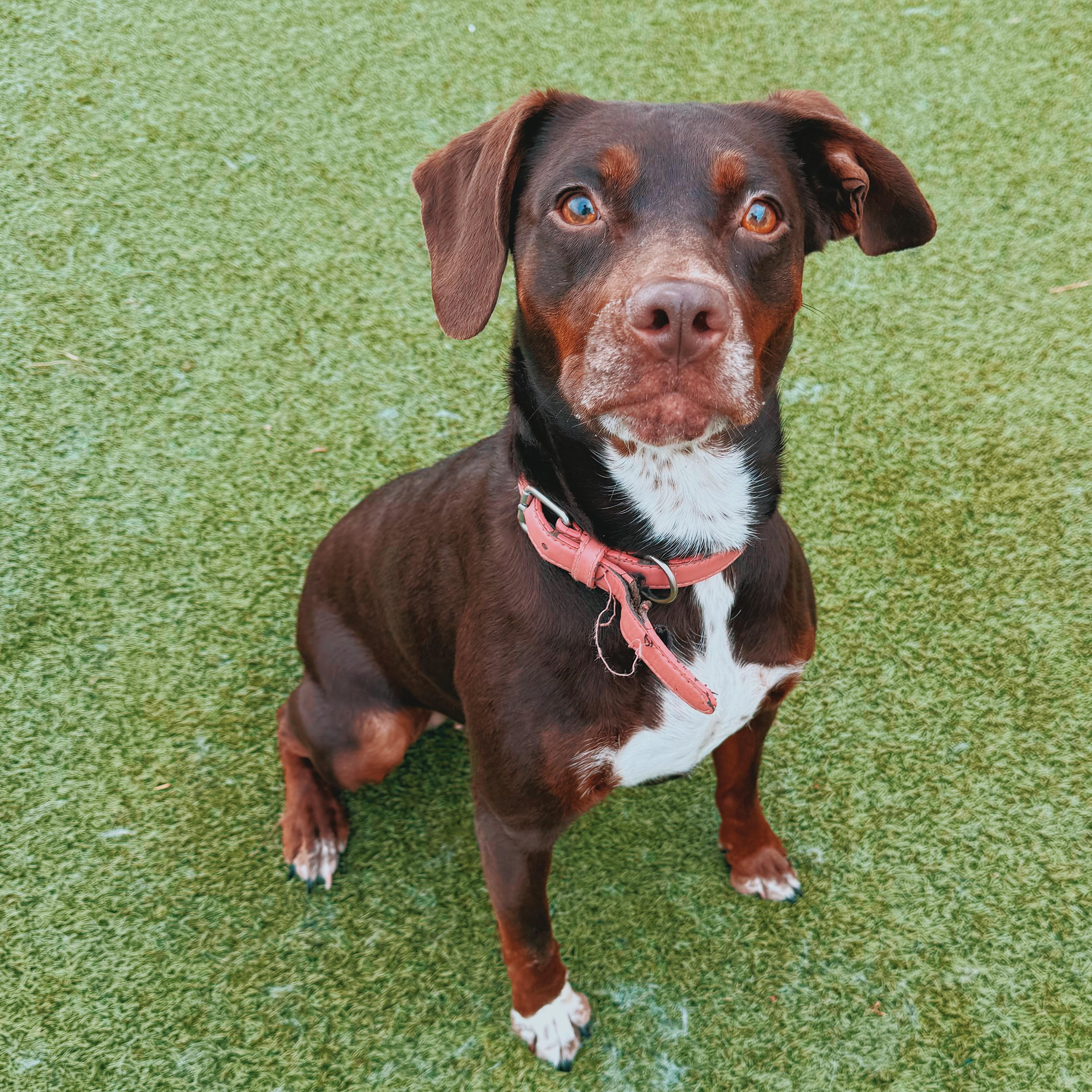 Enlarge Cookie, a Adoptable mixed breed in Hays, KS image 6/6