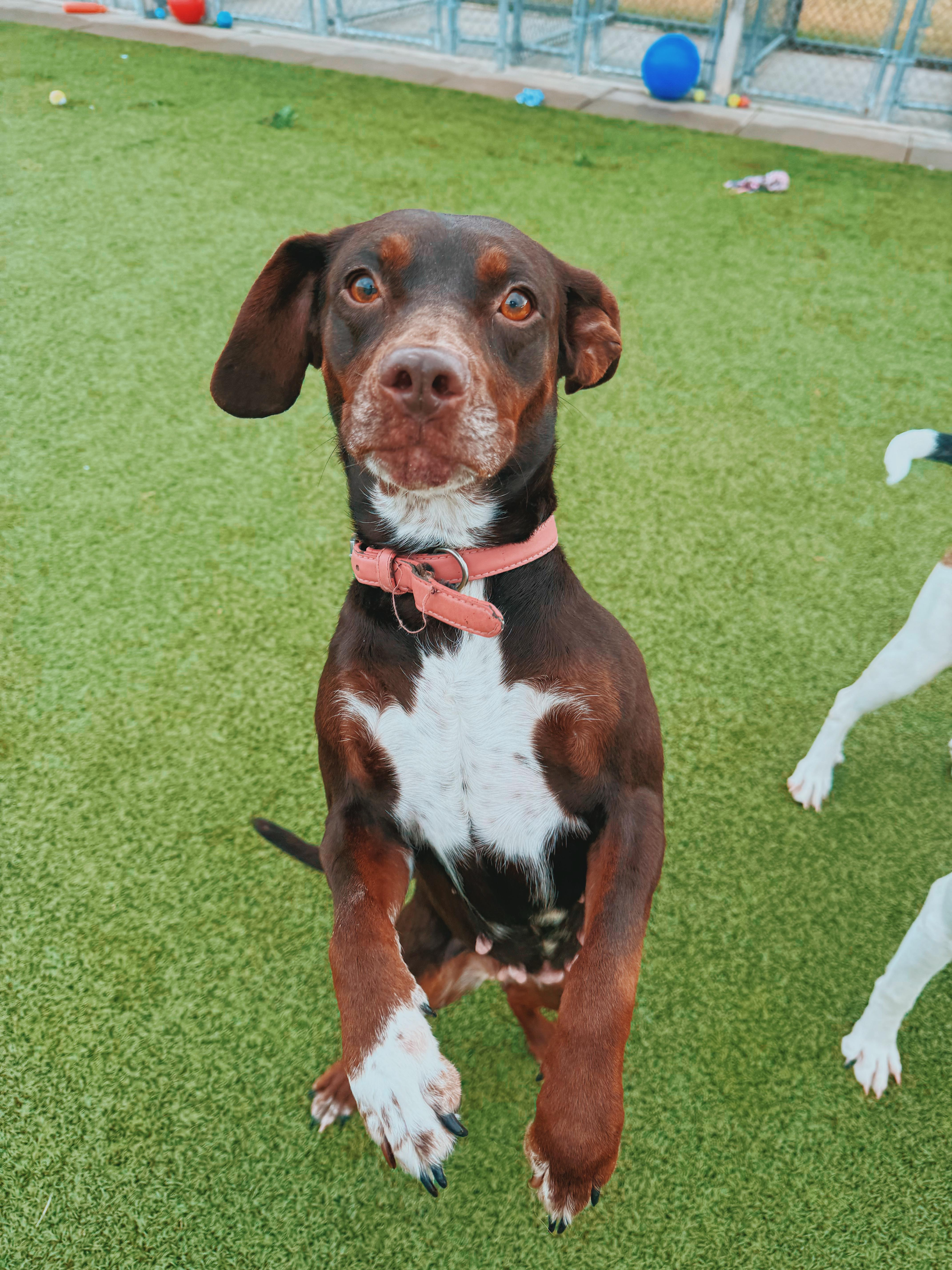 Enlarge Cookie, a Adoptable mixed breed in Hays, KS image 3/6