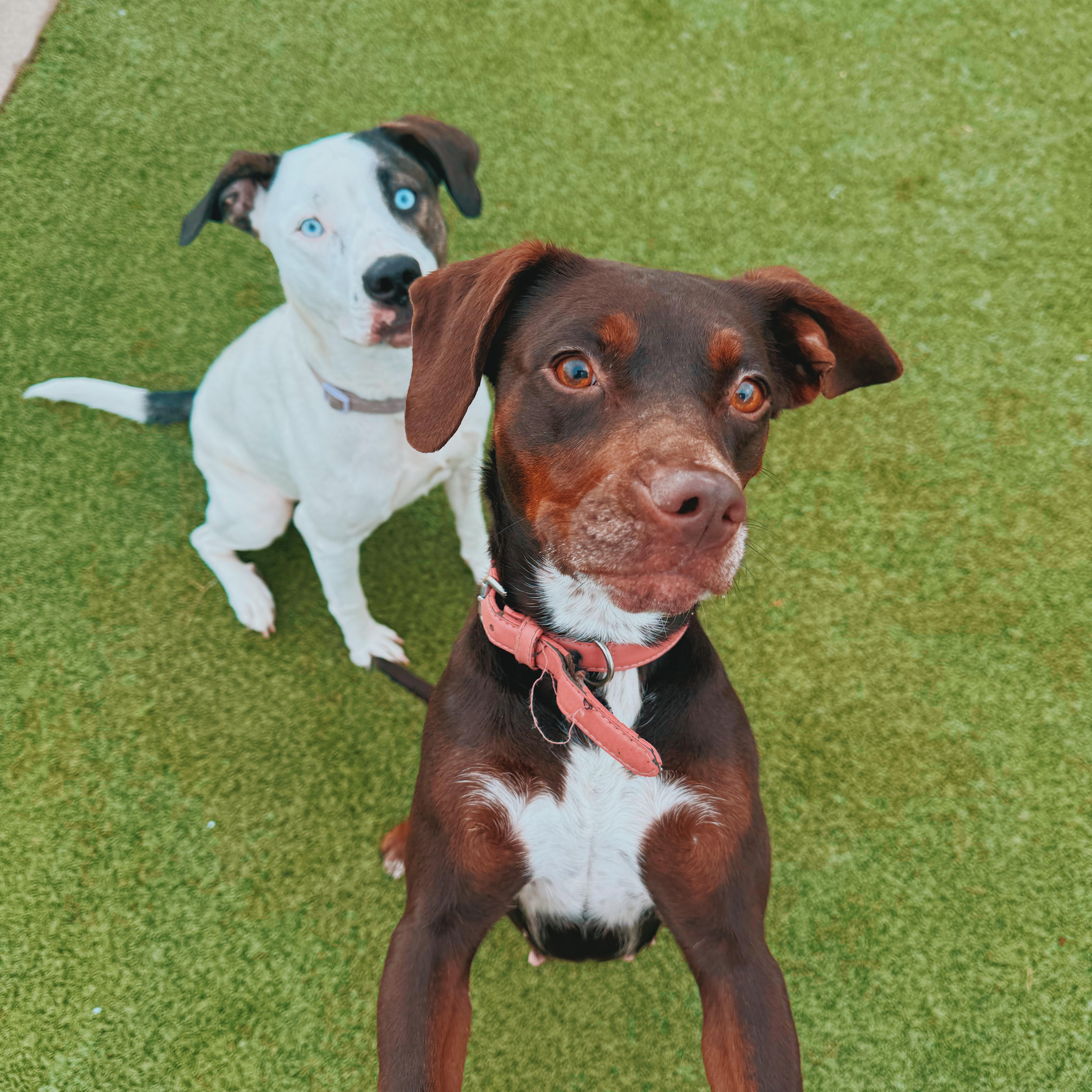 Enlarge Cookie, a Adoptable mixed breed in Hays, KS image 2/6