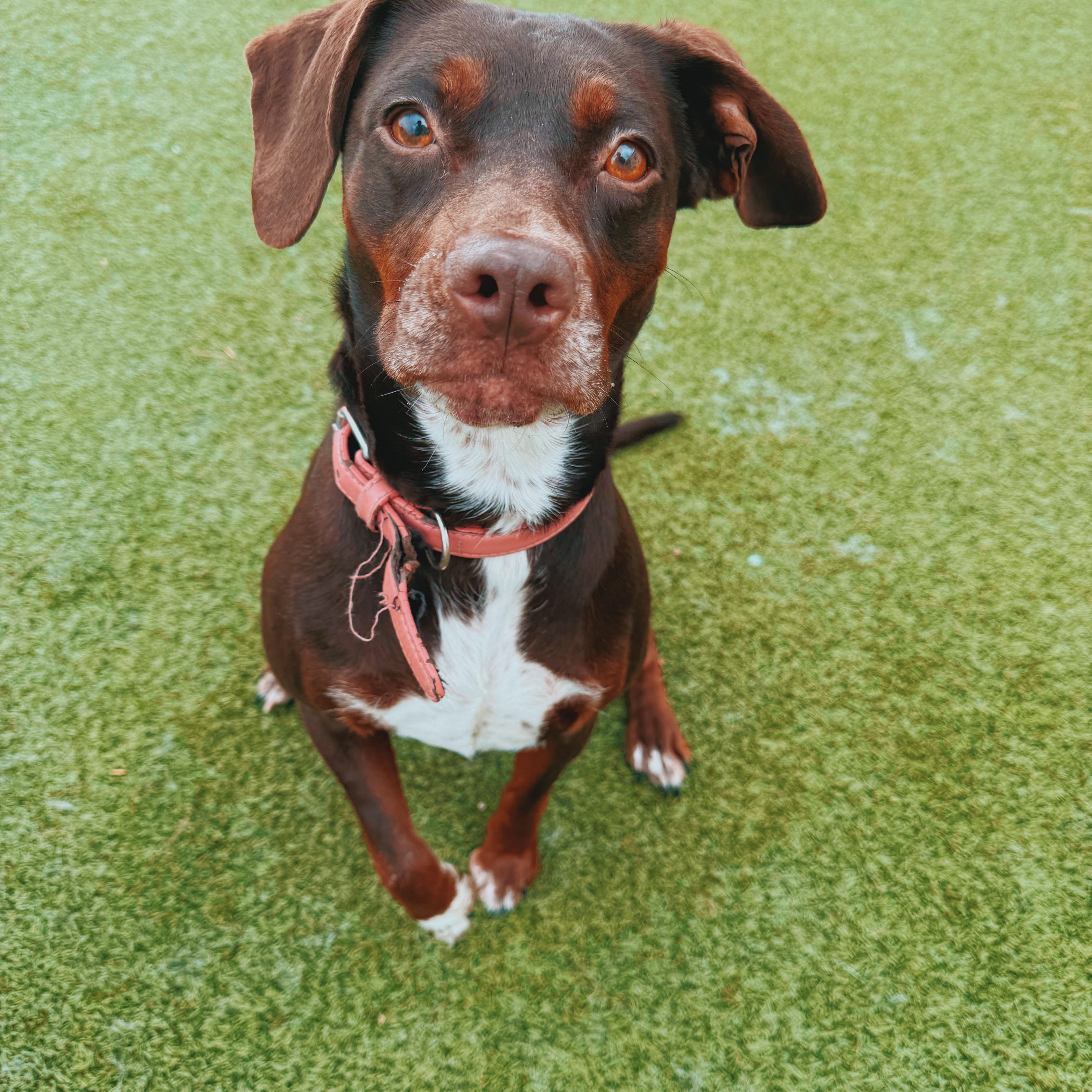 Enlarge Cookie, a Adoptable mixed breed in Hays, KS image 1/6