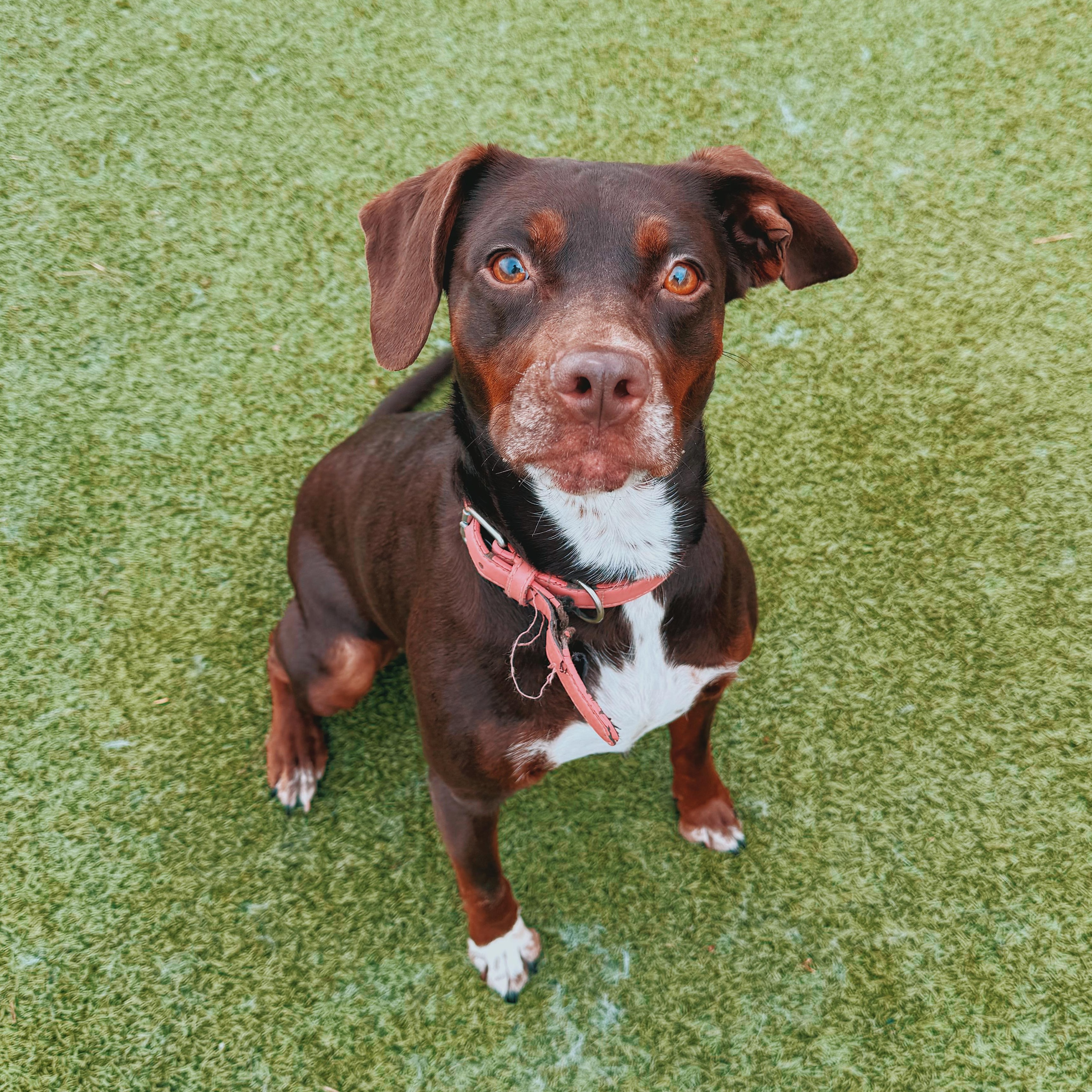 Enlarge Cookie, a Adoptable mixed breed in Hays, KS image 5/6