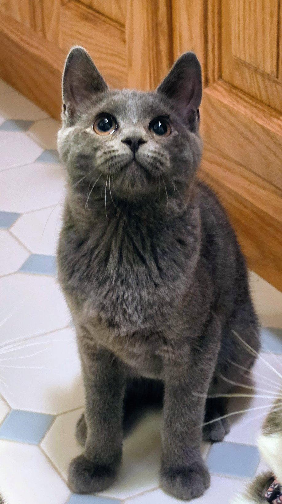 Nova Kitten, Adoptable, Kitten Female Domestic Short Hair.