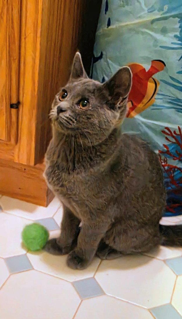 Nova Kitten, a Adoptable Domestic Short Hair in Allentown, PA image 2/2