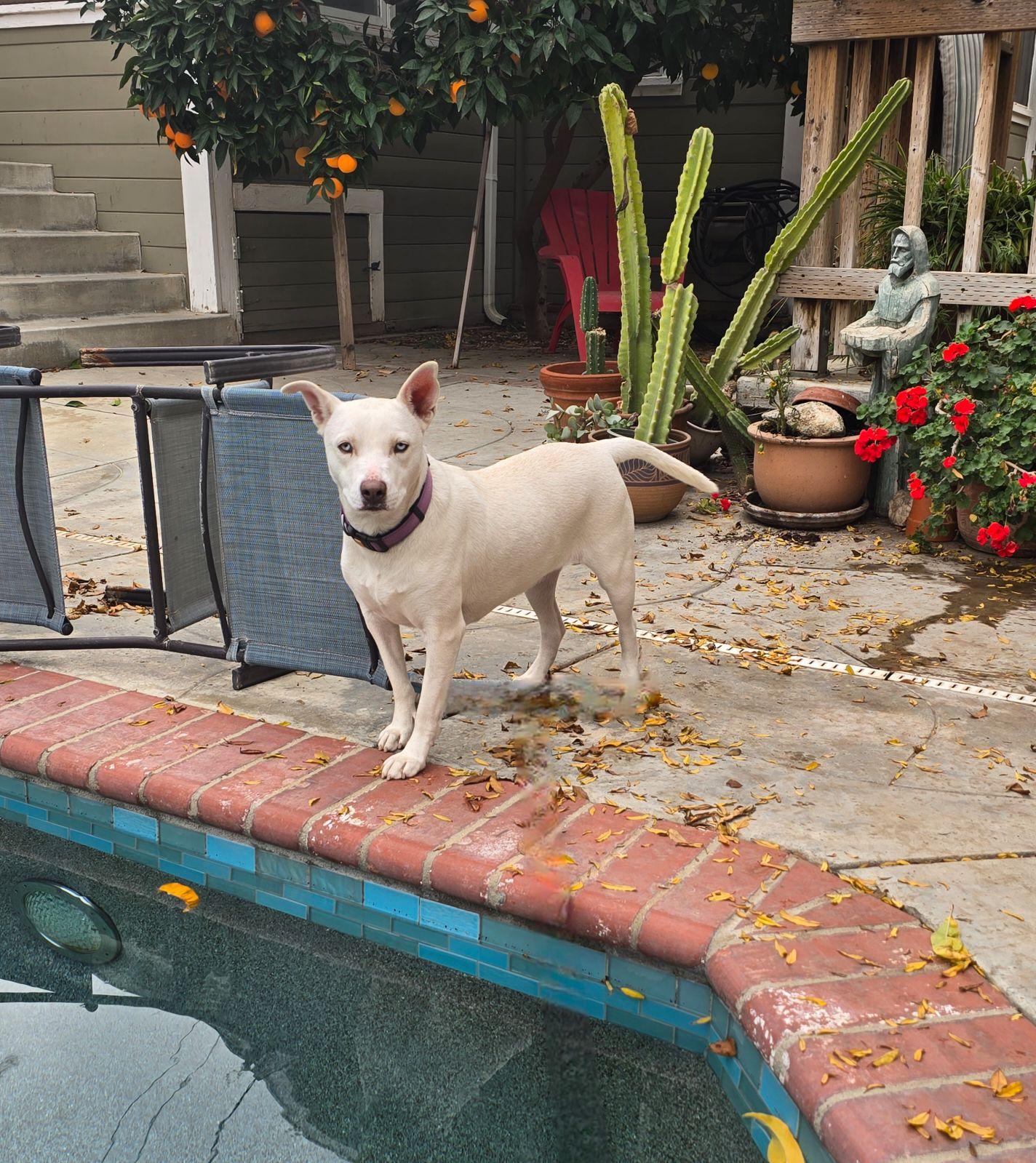 Enlarge Luna  ADOPTED!!!!!!, a Adopted mixed breed in Bakersfield, CA image 1/1