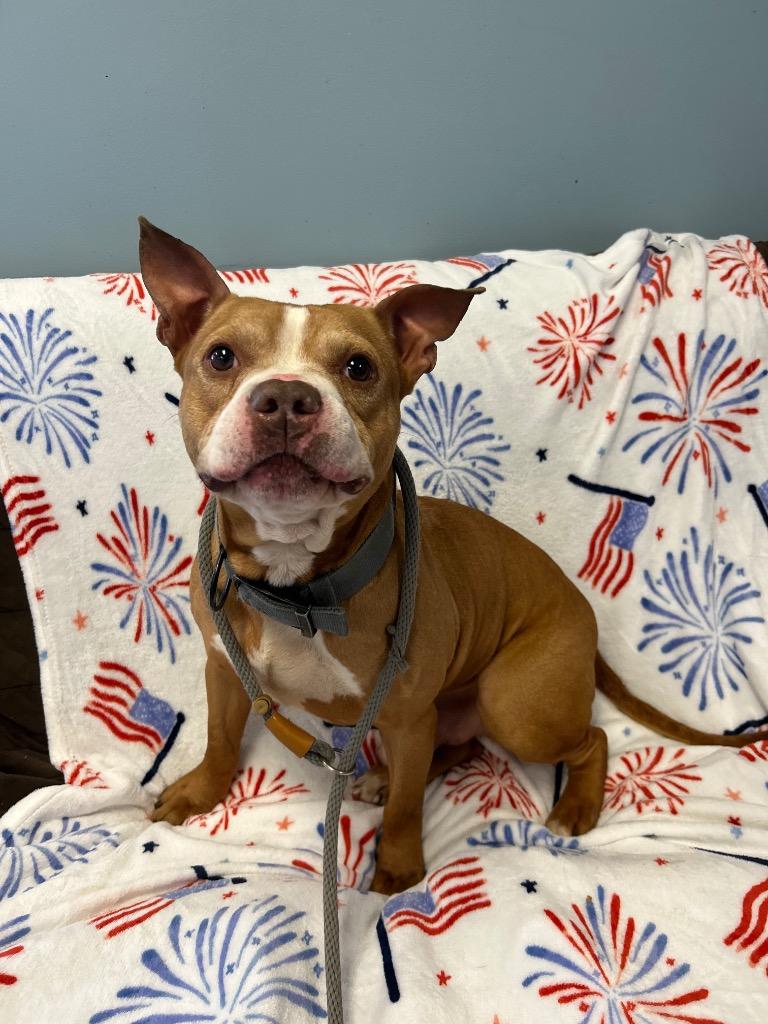 Tank, Adoptable, Senior Male Pit Bull Terrier.