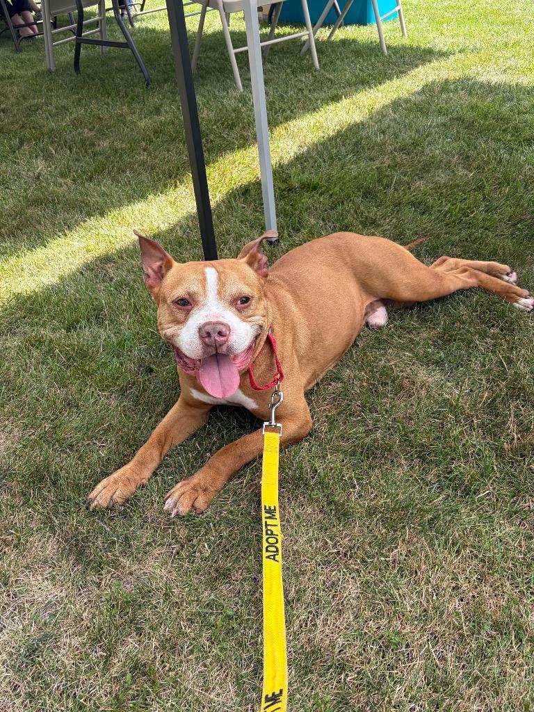 Enlarge Tank, a Adoptable Pit Bull Terrier in Marion, OH image 2/4