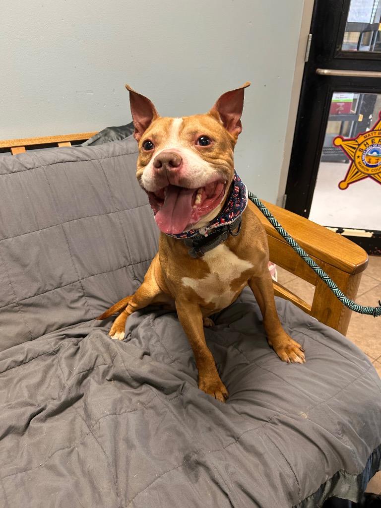 Tank, Adoptable, Senior Male Pit Bull Terrier.
