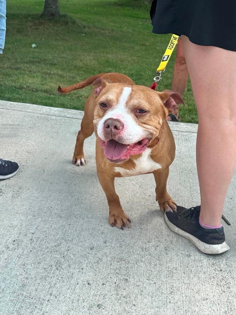 Enlarge Tank, a Adoptable Pit Bull Terrier in Marion, OH image 4/4