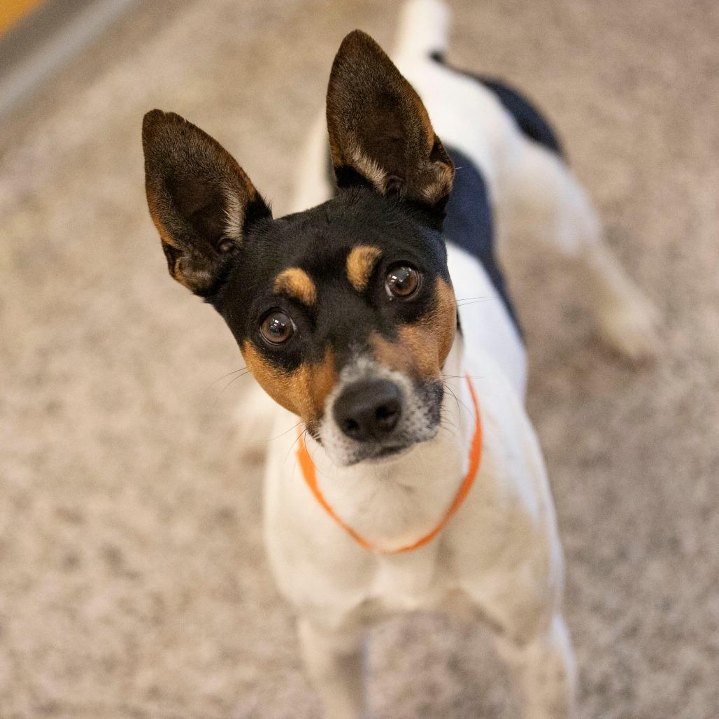 Mickey (OT25-230), a Adoptable Rat Terrier in Peyton, CO image 1/6