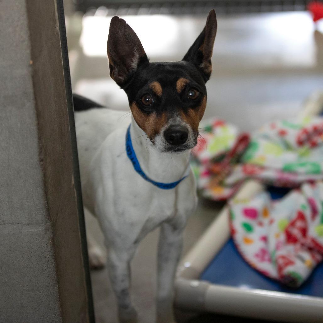 Mickey (OT25-230), a Adoptable Rat Terrier in Peyton, CO image 2/6