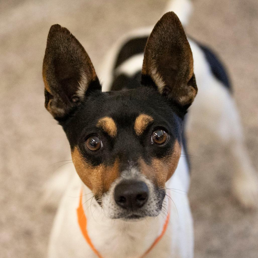 Mickey (OT25-230), a Adoptable Rat Terrier in Peyton, CO image 3/6