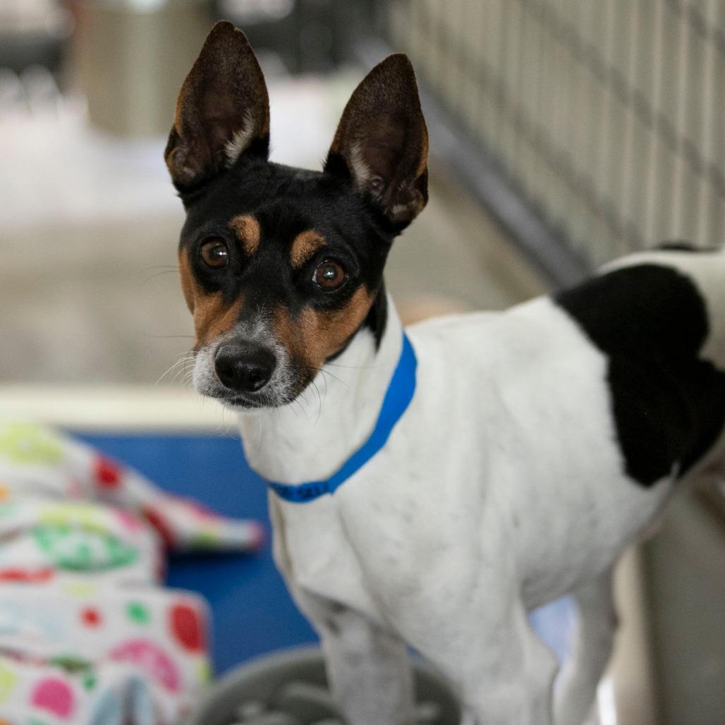 Mickey (OT25-230), a Adoptable Rat Terrier in Peyton, CO image 4/6