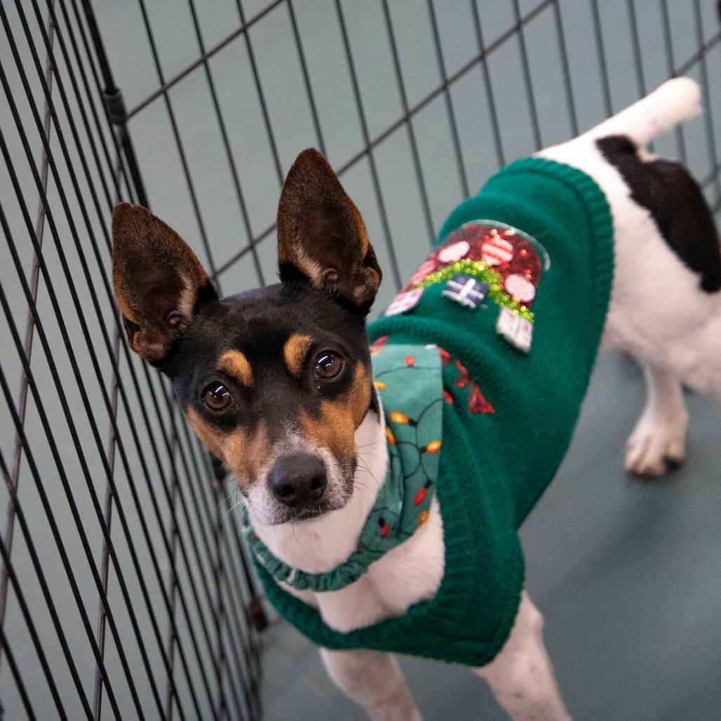 Enlarge Mickey (OT25-230), a Adoptable Rat Terrier in Peyton, CO image 4/6