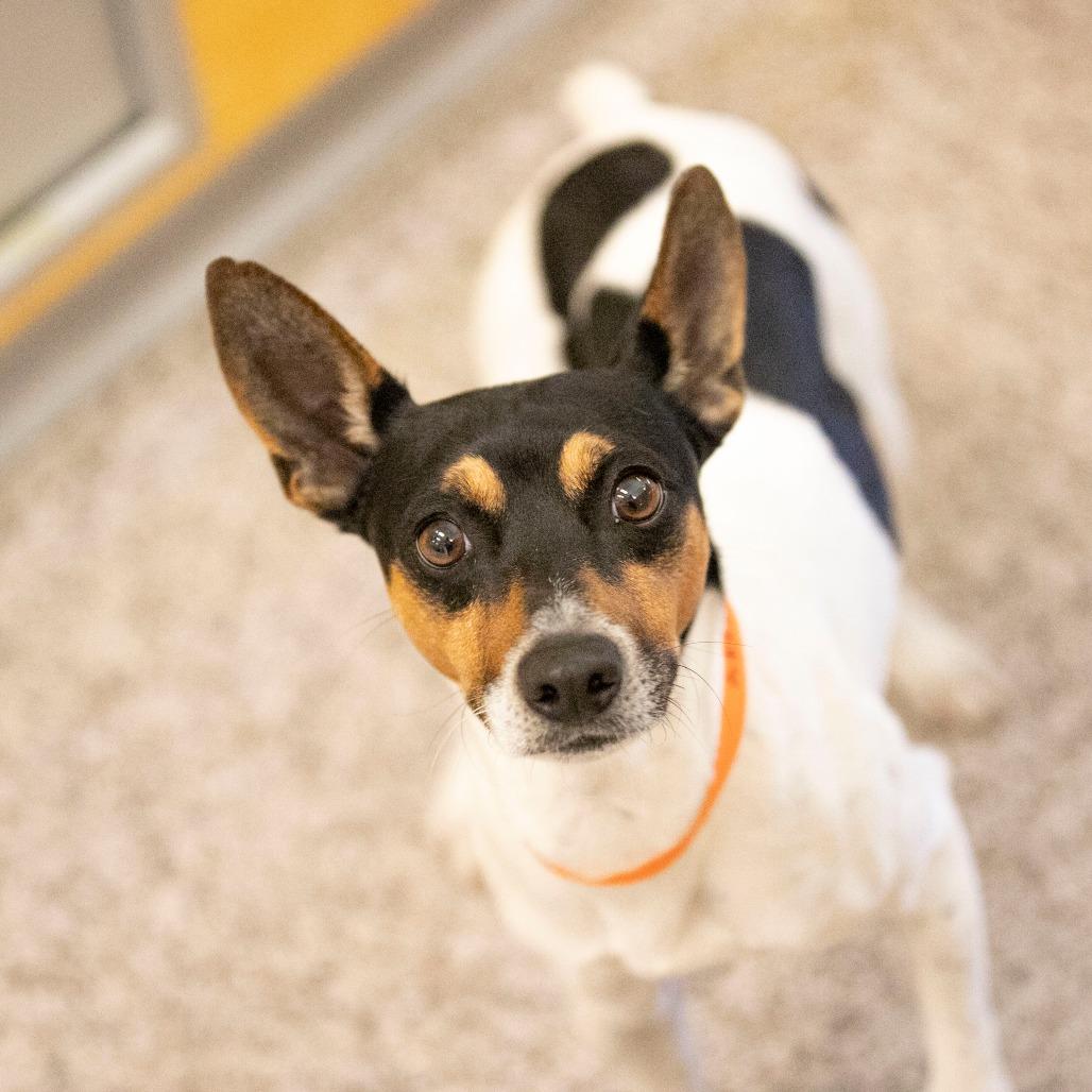 Mickey (OT25-230), a Adoptable Rat Terrier in Peyton, CO image 6/6