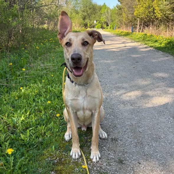 Hero, ADOPTABLE, Adult Male Labrador Retriever & German Shepherd Dog.