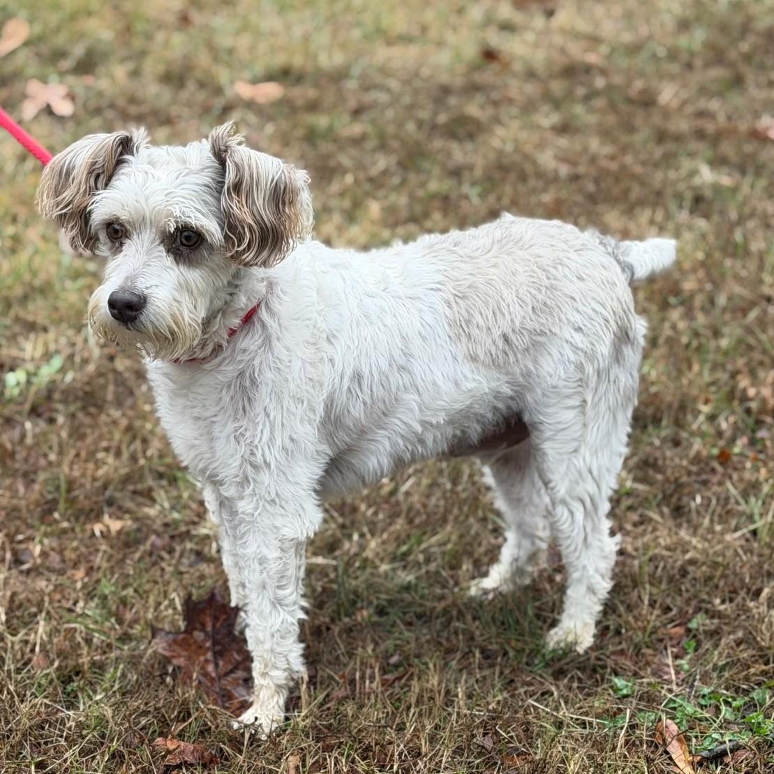 Buddy O, Adoptable, Adult Male Schnauzer.