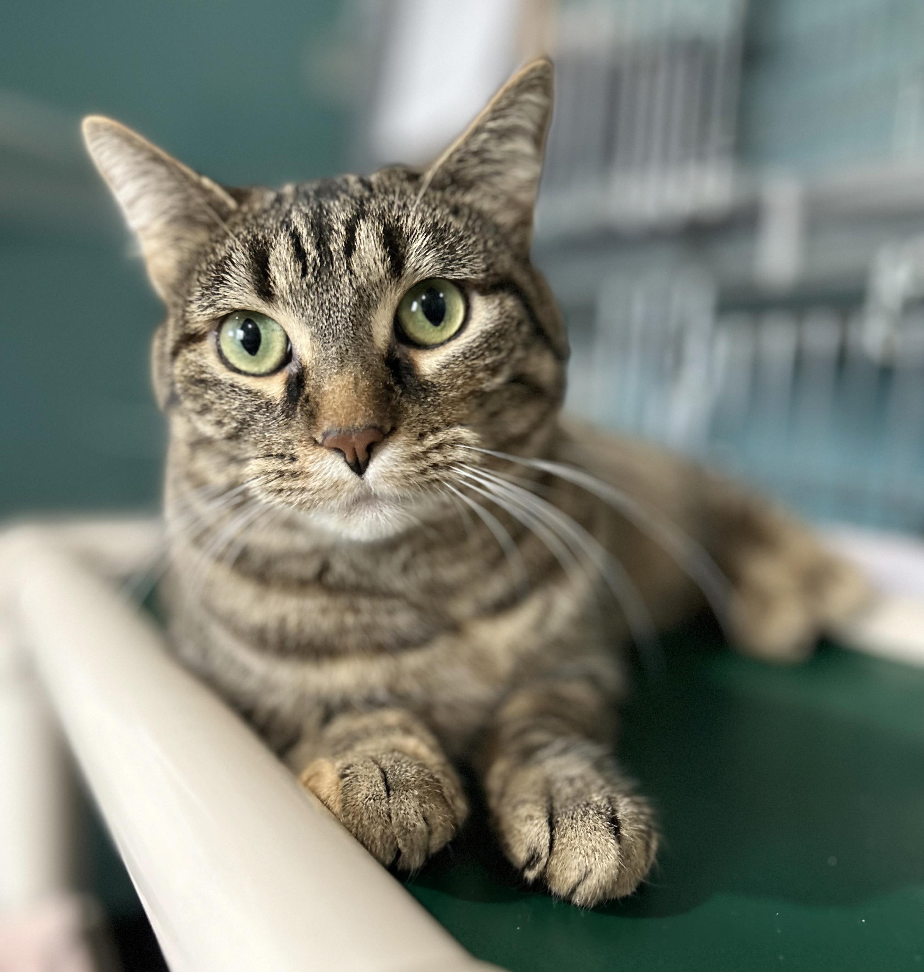 Enlarge Tiger Lily, a Adoptable Tabby in Parkville, MO image 2/6
