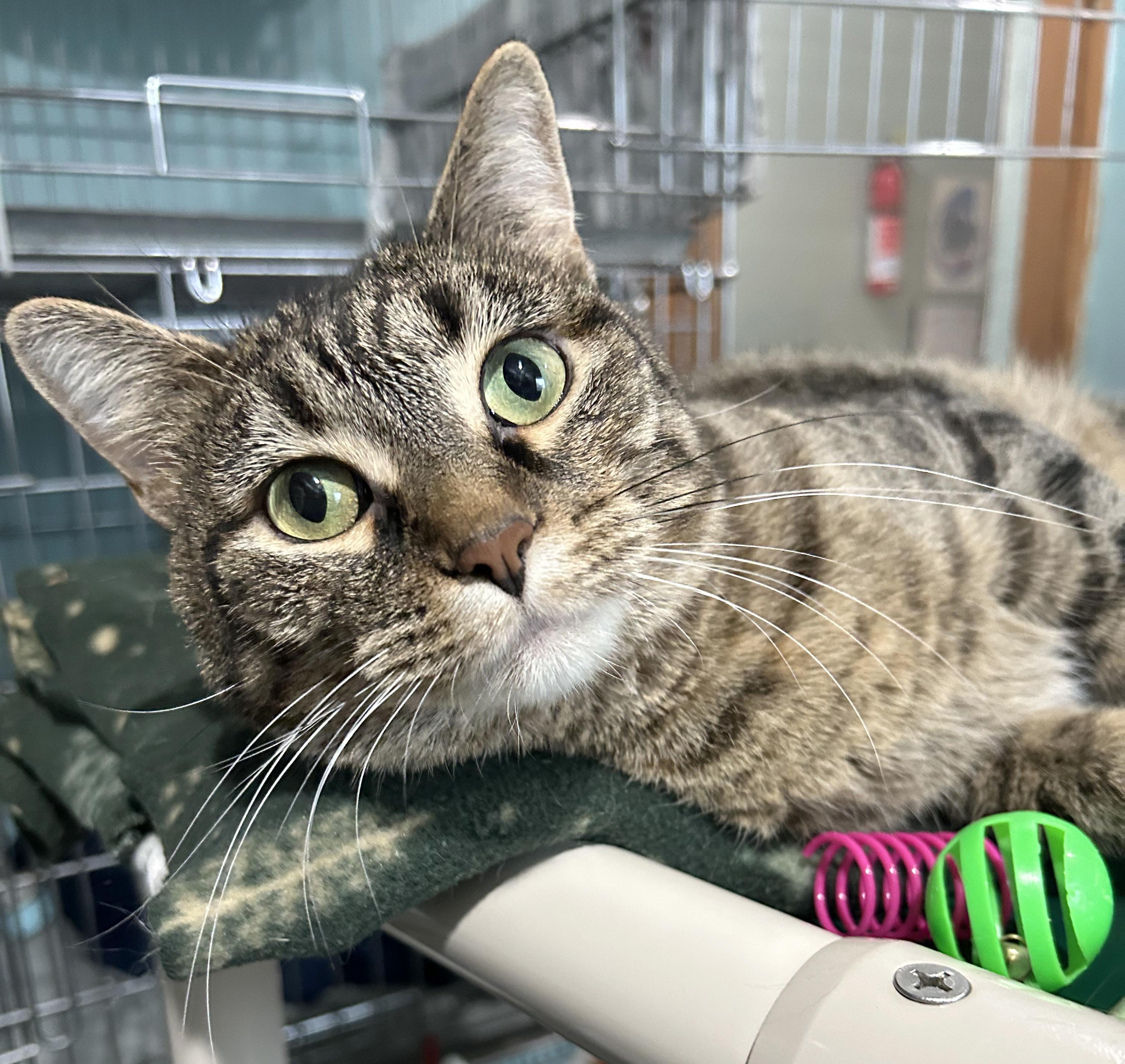 Enlarge Tiger Lily, a Adoptable Tabby in Parkville, MO image 6/6