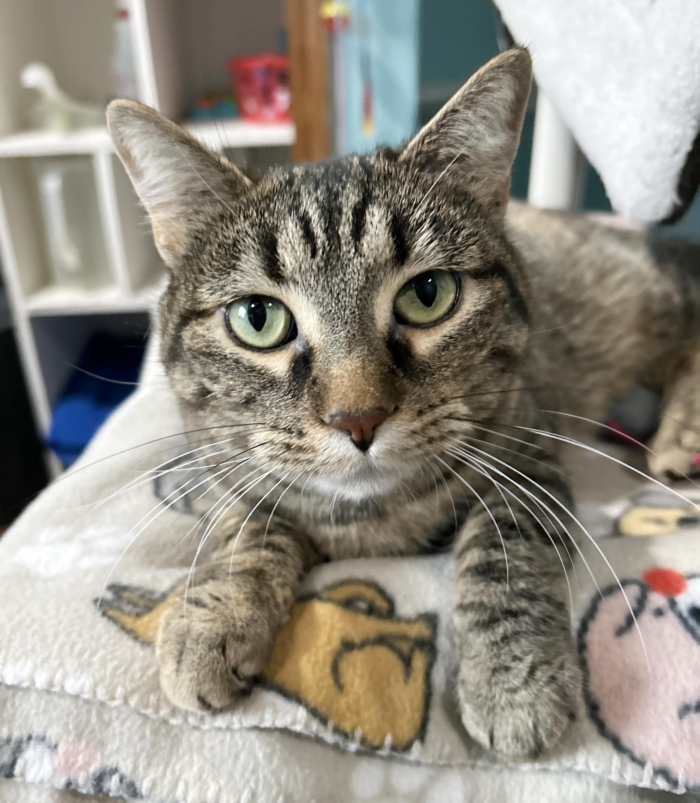 Enlarge Tiger Lily, a Adoptable Tabby in Parkville, MO image 4/6
