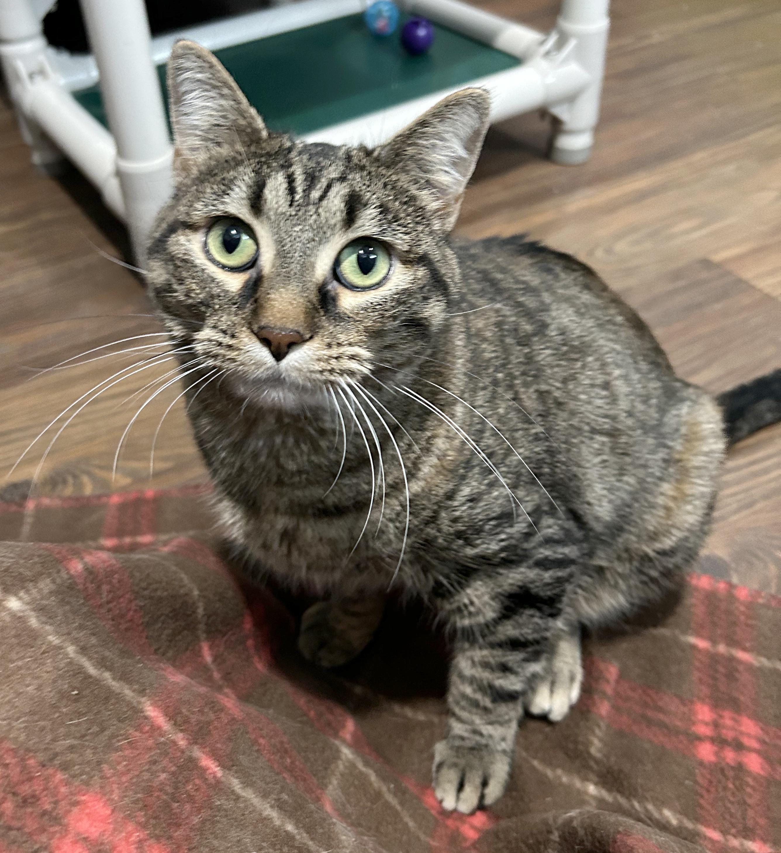 Enlarge Tiger Lily, a Adoptable Tabby in Parkville, MO image 3/6