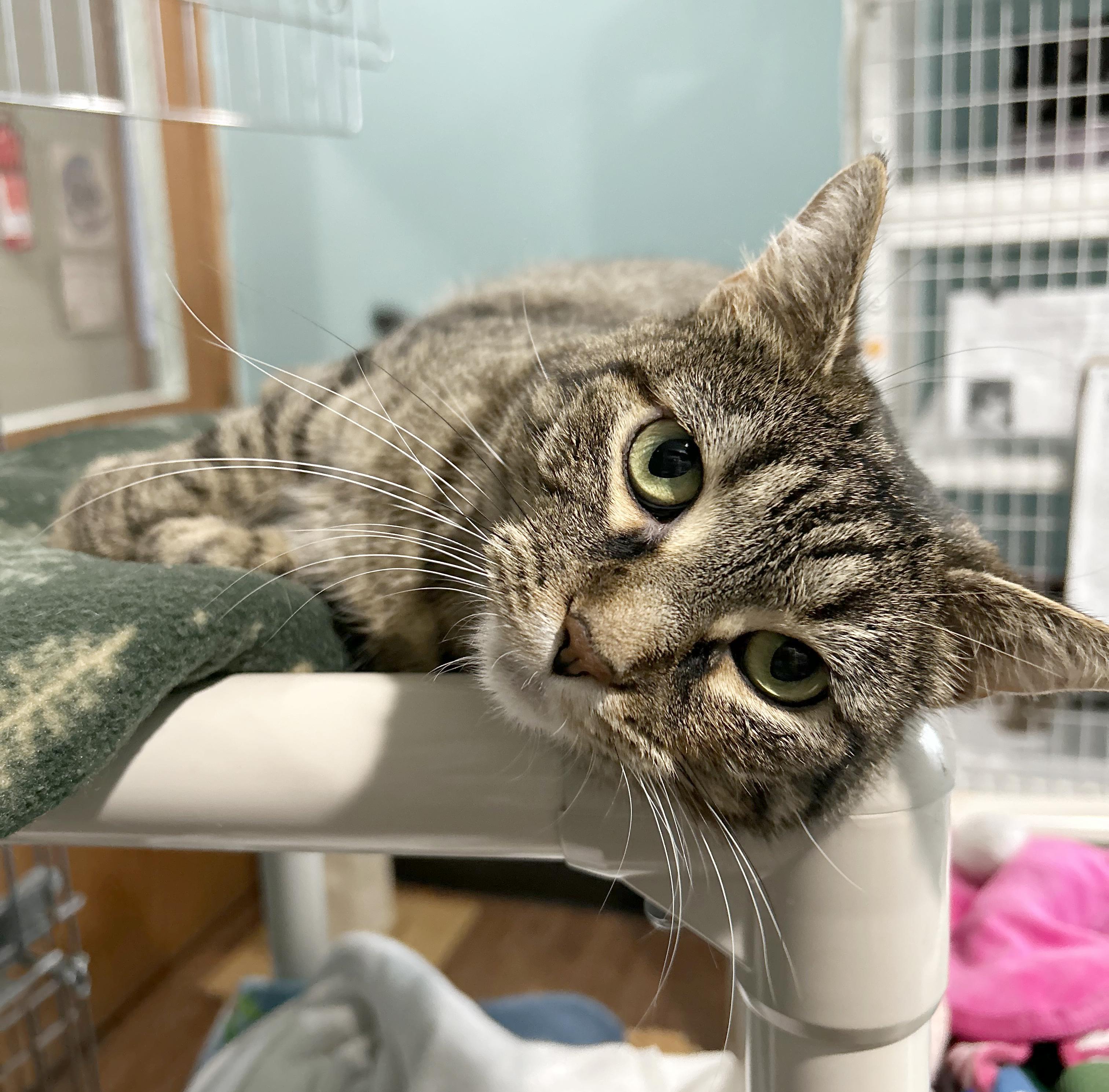 Tiger Lily, Adoptable, Adult Female Tabby.