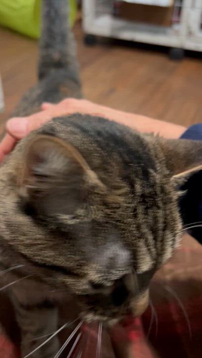 Enlarge Tiger Lily, a Adoptable Tabby in Parkville, MO video 5/6