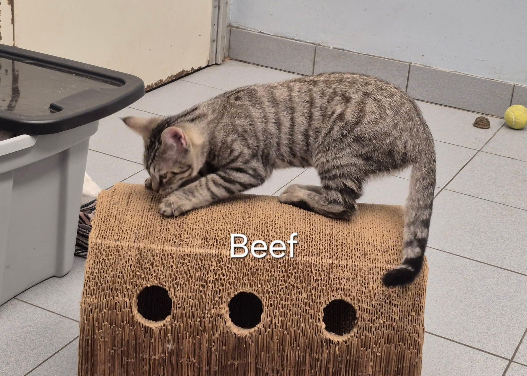 Enlarge Beef, a ADOPTABLE Domestic Short Hair in Buffalo, NY image 2/2
