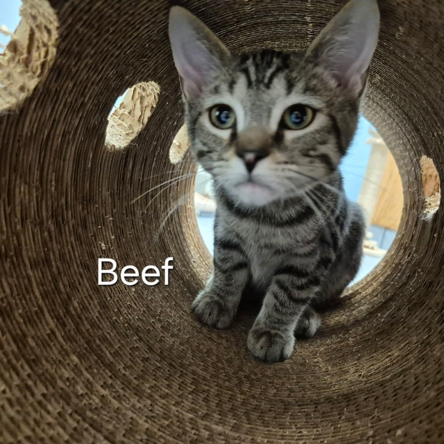 Enlarge Beef, a ADOPTABLE Domestic Short Hair in Buffalo, NY image 1/2