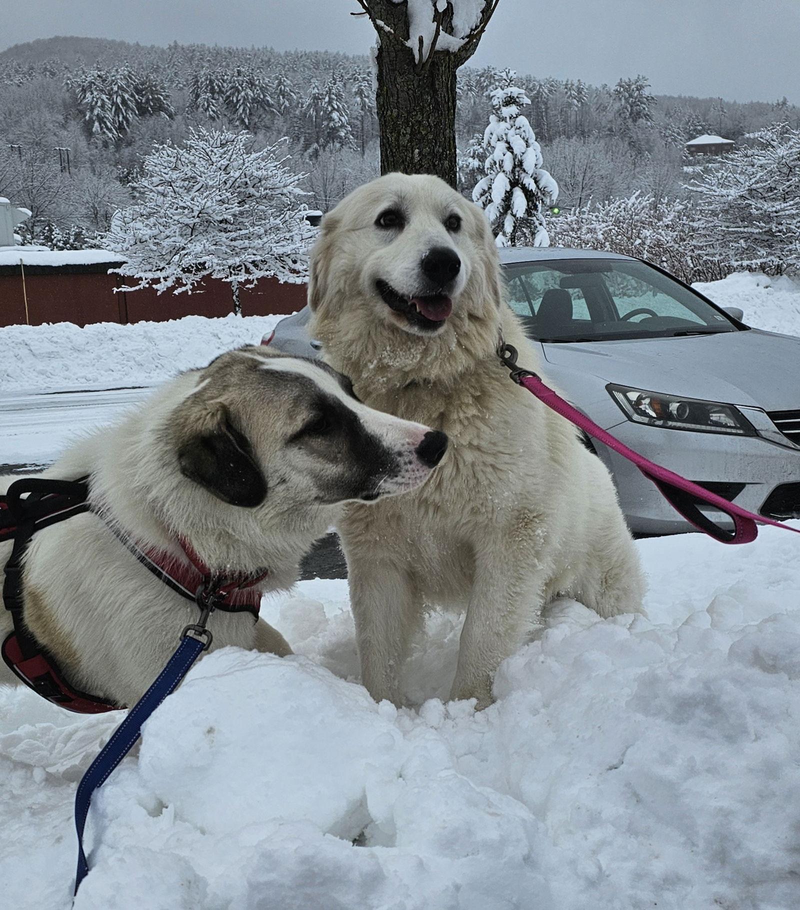 Harriet- meet me 2/28, Adoptable, Adult Female Great Pyrenees.