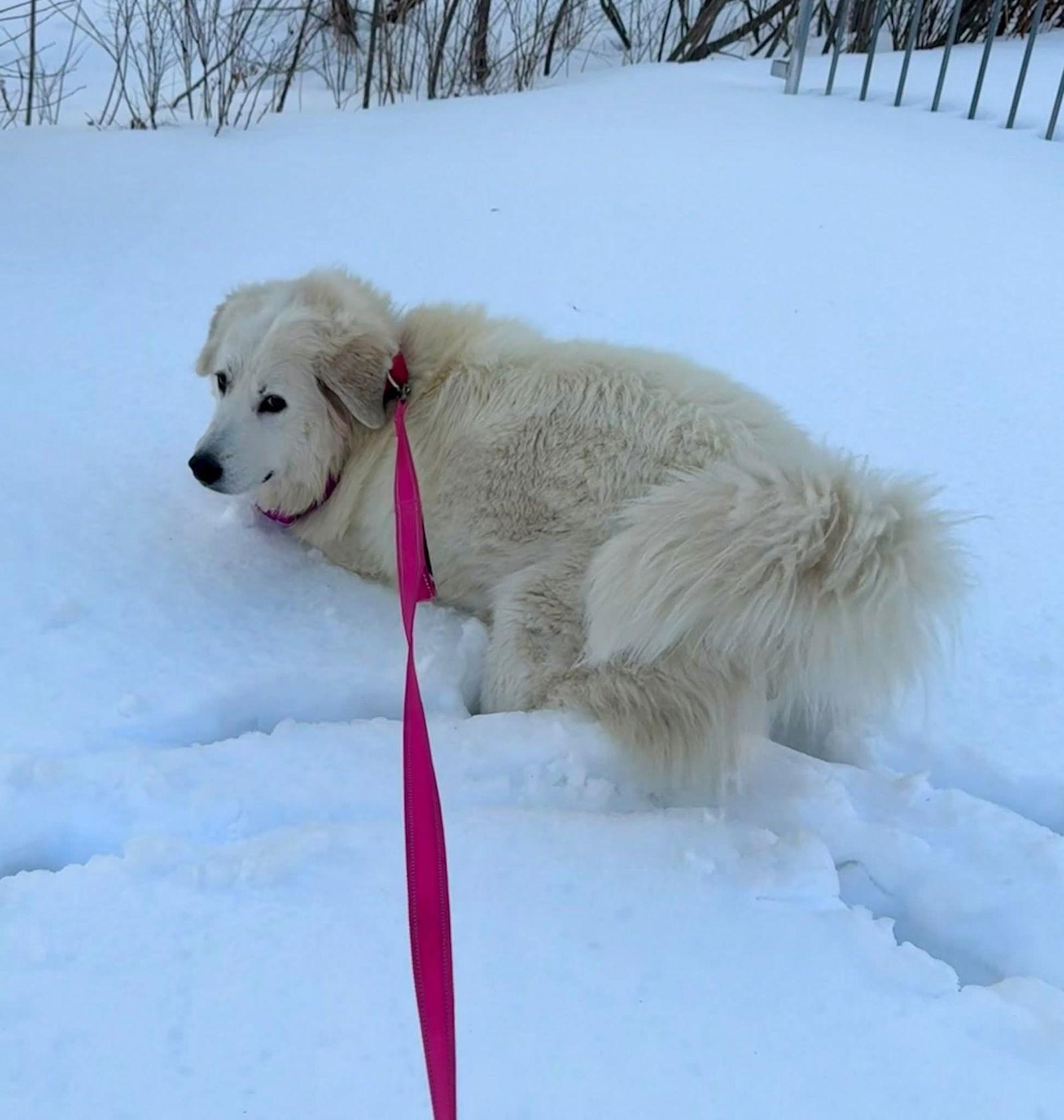 Harriet, Adoptable, Adult Female Great Pyrenees.