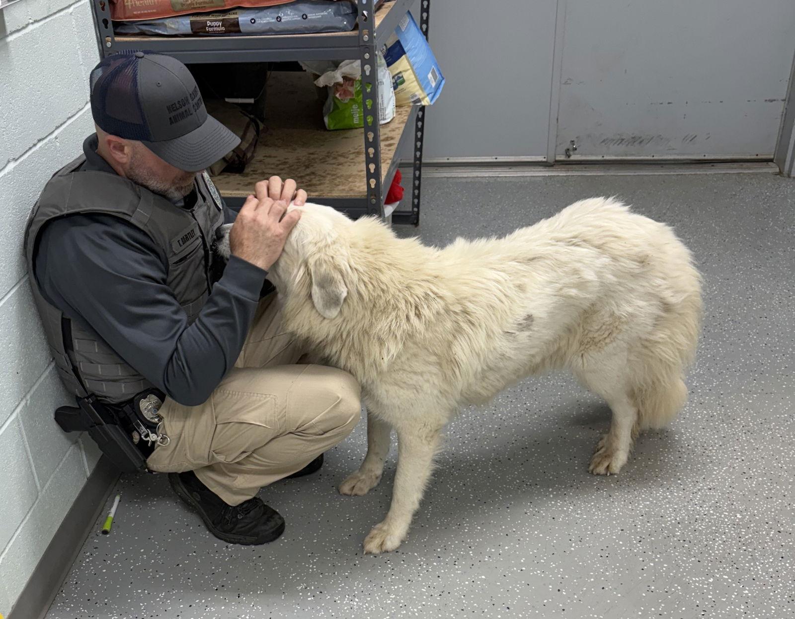 Harriet, Adoptable, Adult Female Great Pyrenees.
