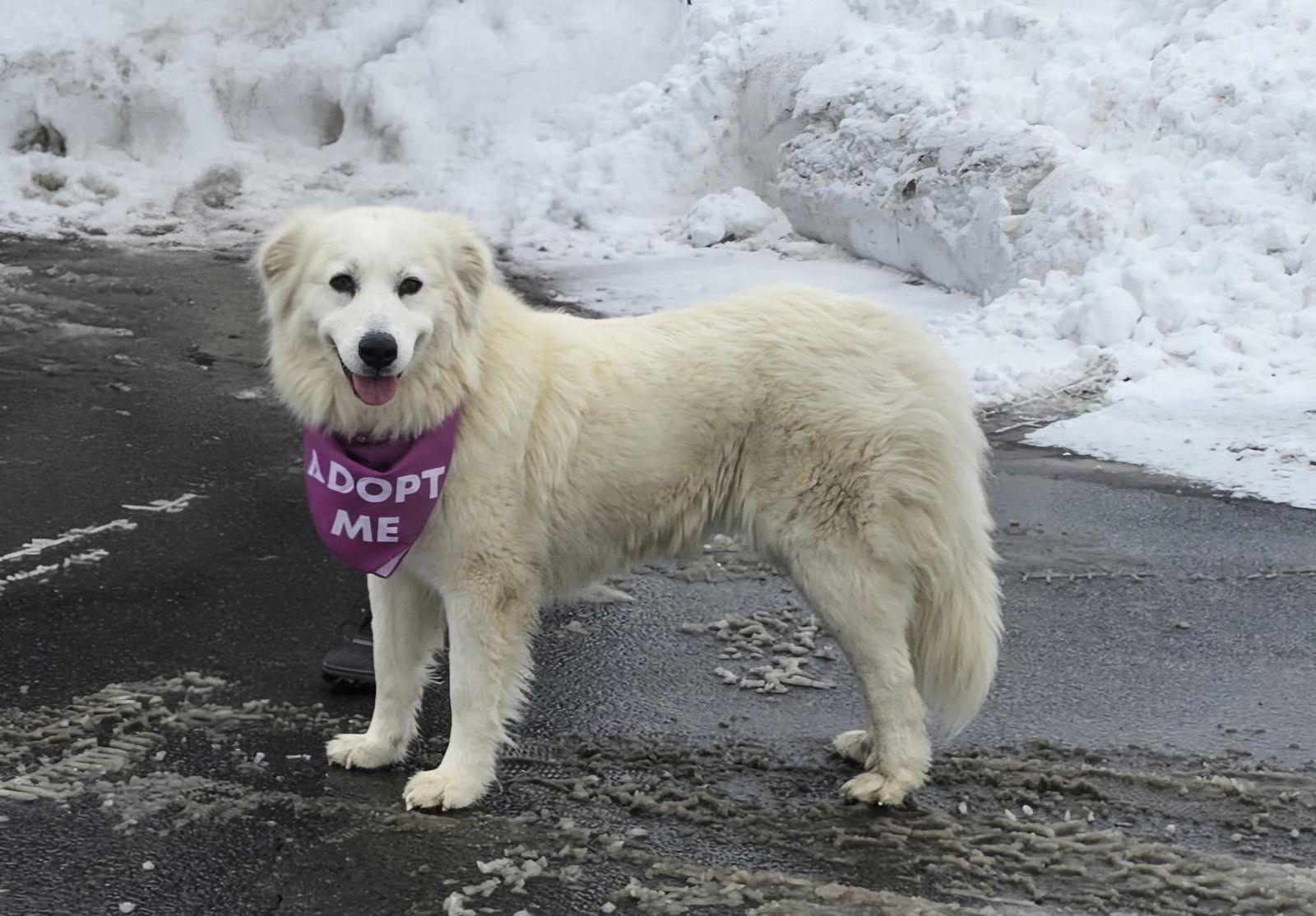 Enlarge Harriet, a Adoptable Great Pyrenees in Croydon, NH image 2/3