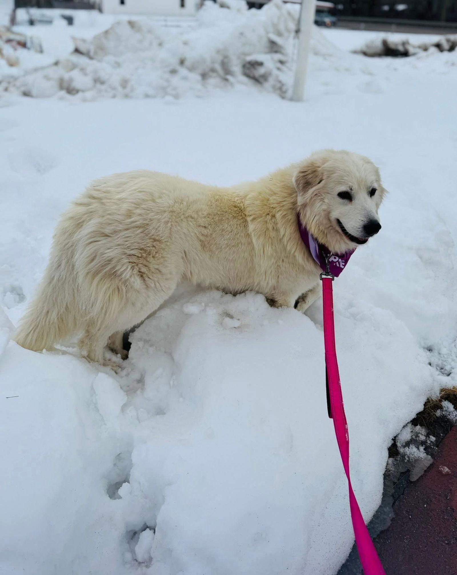 Enlarge Harriet, a Adoptable Great Pyrenees in Croydon, NH image 3/3