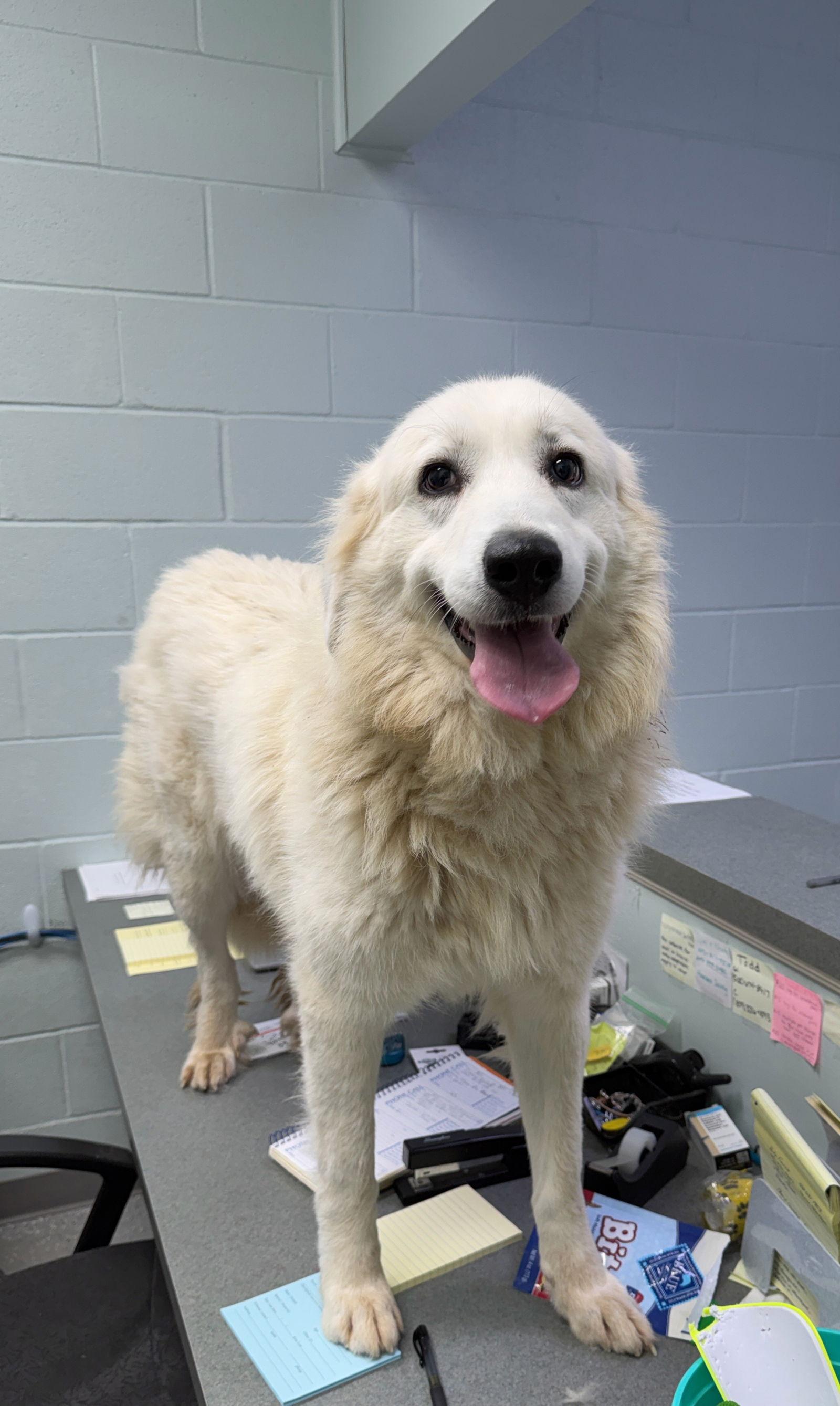 Harriet, a Adoptable Great Pyrenees in Croydon, NH image 2/2