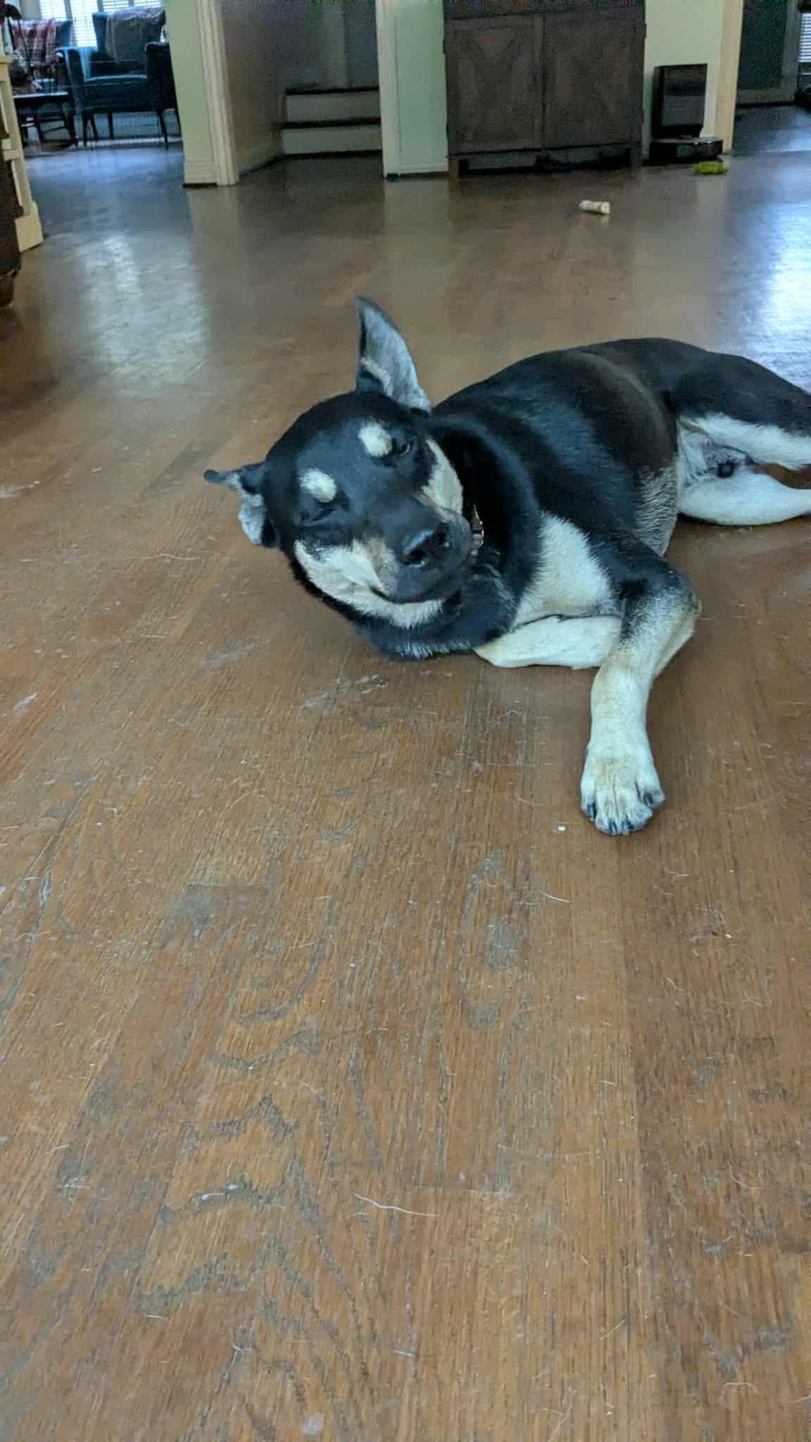 Prince : The Perfect Pup — thumbnail 4