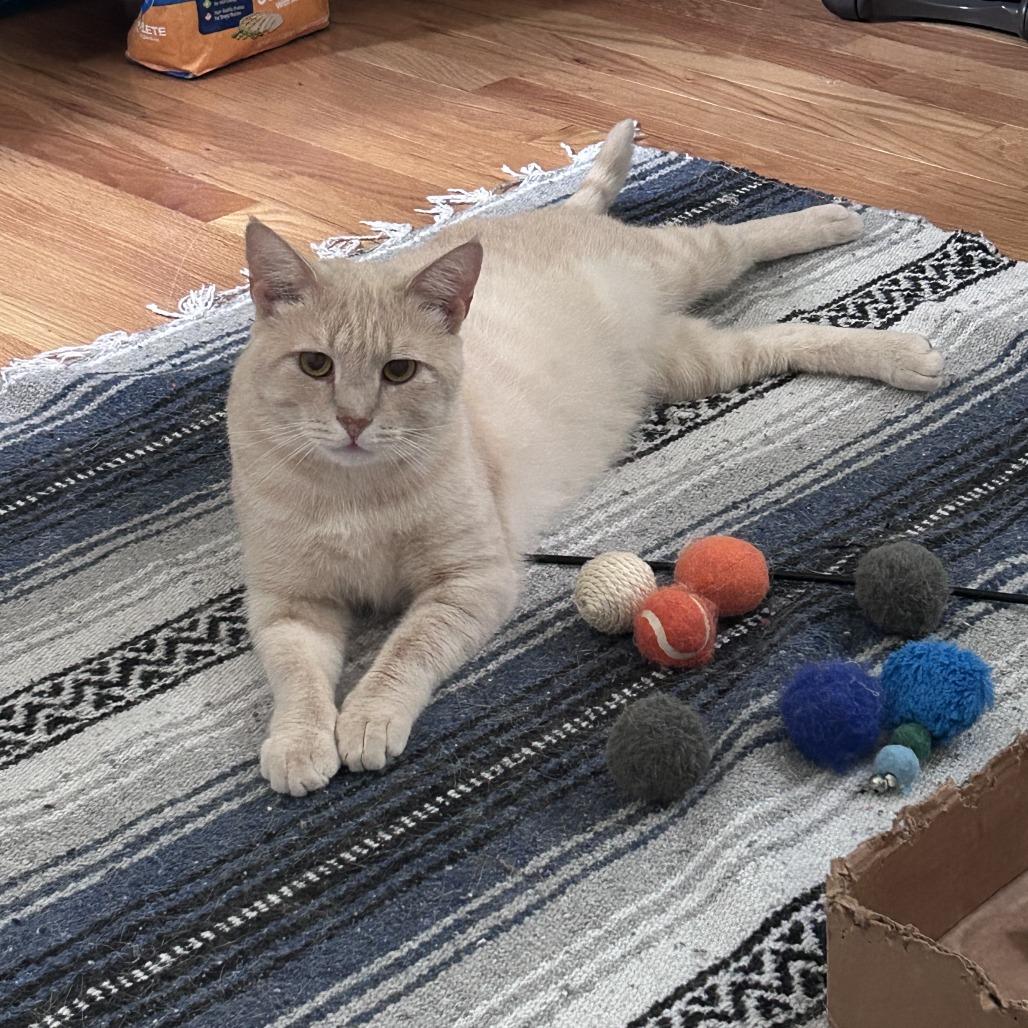 Cheeto, Adoptable, Adult Male Domestic Short Hair.